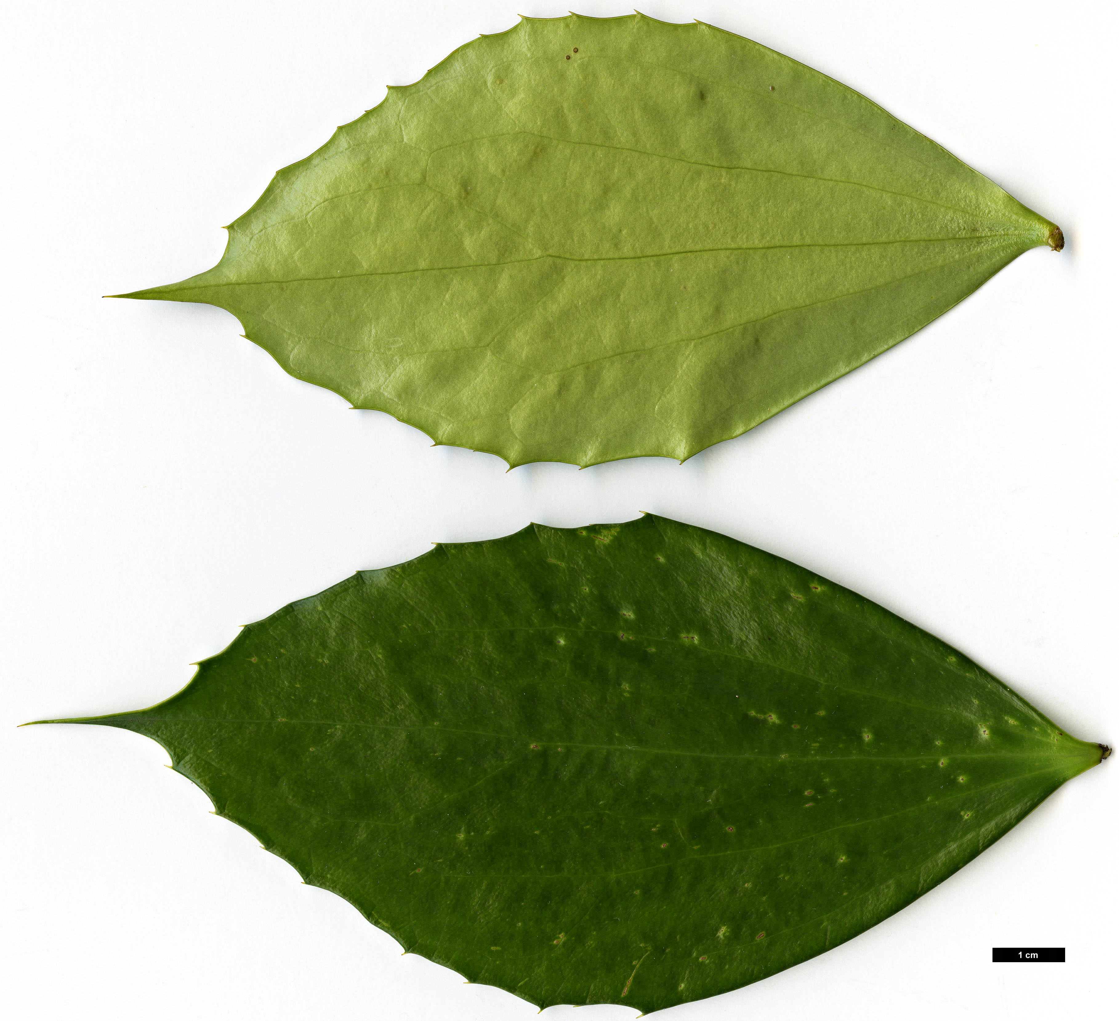 High resolution image: Family: Berberidaceae - Genus: Mahonia - Taxon: cfr. nitens